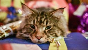Katzenquäler: Peta lobt Belohnung aus