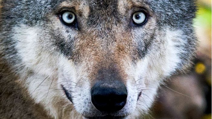Wolf riss Schafe in Gernsbach - Verdacht bestätigt
