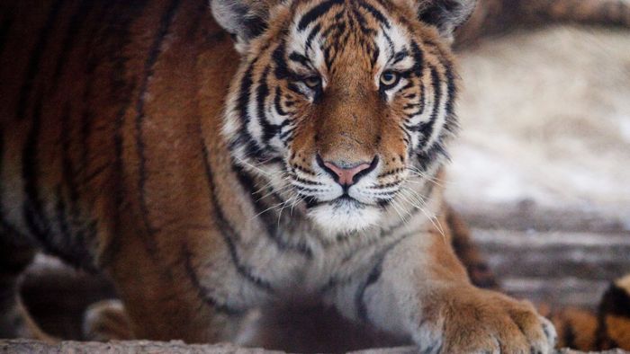 Wilhelma darf neues Gehege für Amur-Tiger bauen