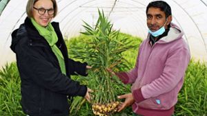 Beate Hörz, Chefin des Bio-Gemüsehofs, und ihr Mitarbeiter, der Teamleiter Sarvjot Khinda, zeigen frischen Ingwer, den sie erstmals 2020 angebaut haben. Foto: Caroline Holowiecki
