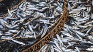 Ein neues Abkommen soll der Überfischung entgegenwirken. Foto: imago images/Ardea/Rights Managed