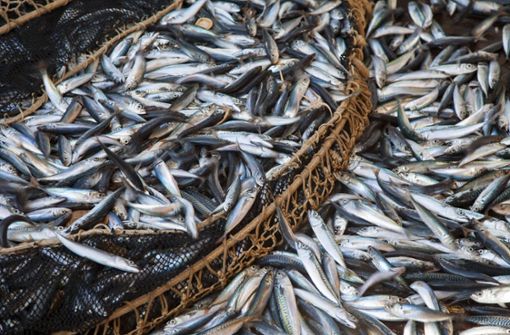 Ein neues Abkommen soll der Überfischung entgegenwirken. Foto: imago images/Ardea/Rights Managed
