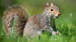 Nach Hinweisen der Familie vermuten die Mediziner nun, dass der Verzehr von Eichhörnchen-Hirn das Risiko des Patienten erhöht hat. Foto: dpa