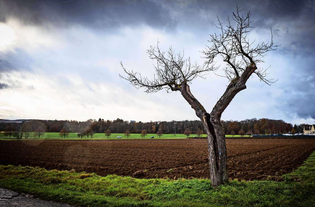 Landwirtschaftlich genutzte Böden (hier auf dem Birkacher Feld) hält Willfried Nobel für besonders schützenswert. Zuweilen eckt er damit an. Foto: Lichtgut/Achim Zweygarth