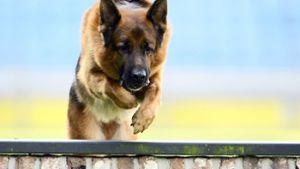 Die Polizei hat in Bad Cannstatt einen Schäferhund gerettet (Symbolbild). Foto: dpa