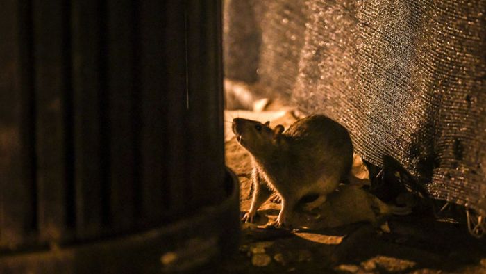 Giftköder gegen Ratten sind umstritten