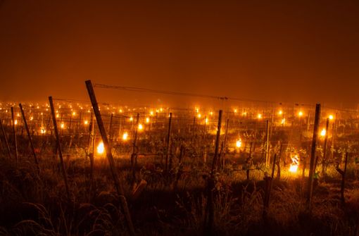 Feuer gegen Frostschäden in den Weinbergen haben eine lange Tradition. Die Mitarbeiter des Weinguts haben die Nacht im Freien verbracht, um die Kerzen rechtzeitig bei Temperaturabfall zu entzünden. Foto: Weingut Graf Adelmann