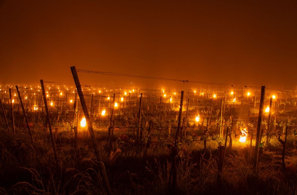 Feuer gegen Frostschäden in den Weinbergen haben eine lange Tradition. Die Mitarbeiter des Weinguts haben die Nacht im Freien verbracht, um die Kerzen rechtzeitig bei Temperaturabfall zu entzünden.