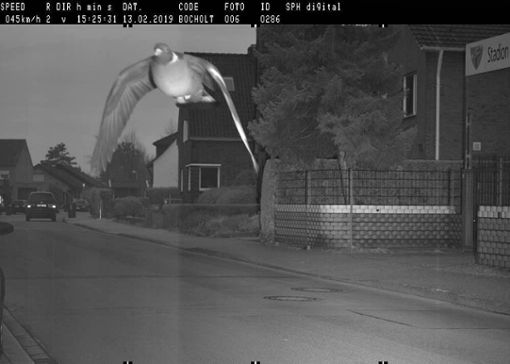 In den Blitzer geflattert: In Bocholt flog im Februar 2019 eine Taube in eine Radarfalle - sie war mit 45 Km/h in einer 30er-Zone unterwegs. Foto: Stadt Bocholt