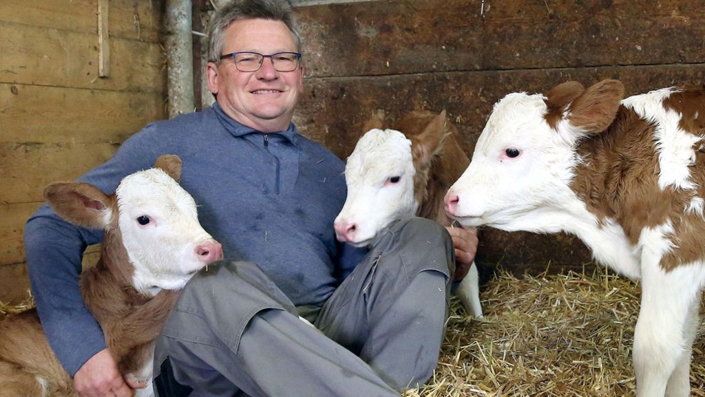 Bauer im Glück: Kuh „Evi“ bringt gesunde Drillinge zur Welt