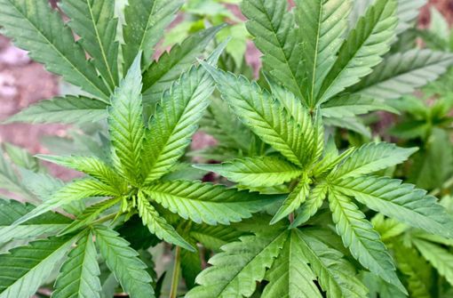 Allein durch eine Cannabissteuer könnten der Studie zufolge rund 1,8 Milliarden Euro in die Staatskasse fließen. Foto: dpa/Patrick Pleul