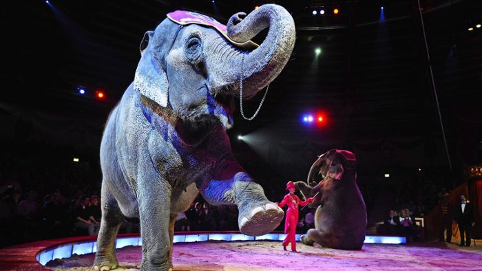 Karlsruher Gemeinderat stimmt gegen Zirkusse mit Elefanten