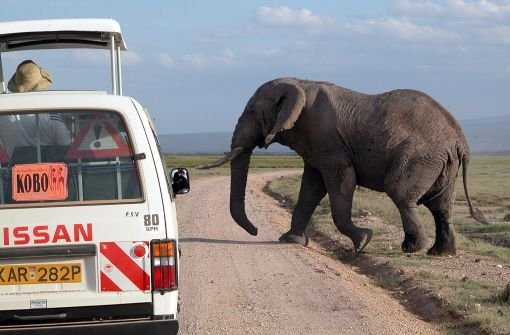 Dass ein Elefant die Straße überquert, kennt man eigentlich nur von Safaris in Afrika. Foto: dpa