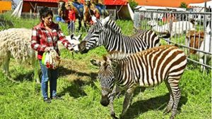 Zirkus verfolgt ausgebüxte Zebras