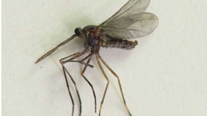 Mückenlarven  können große Sprünge machen