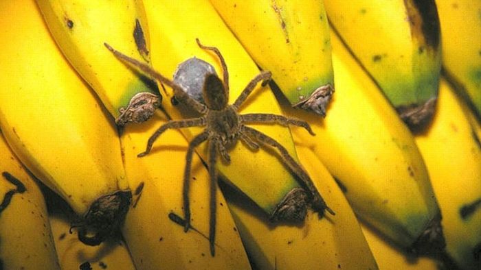 Spinne im Supermarkt – Geschäft muss stundenlang schließen