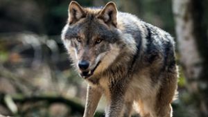Wolf reißt Rotwild bei Freudenstadt