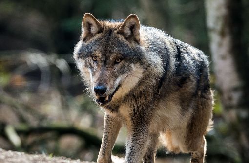 Ein Wolf hat Rotwild bei Freudenstadt gerissen Foto: dpa-Zentralbild