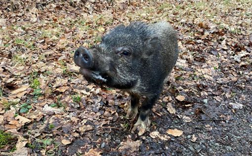 „Schwein gehabt“ hat ein Hausschwein der wilderen Sorte am Freitag Foto: Feuerwehr Sindelfingen