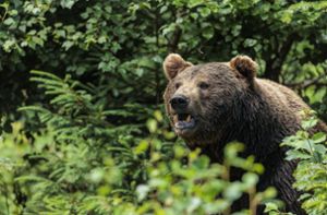 In der Slowakei hat ein Braunbär einen Jogger angegriffen (Symbolbild). Foto: IMAGO/Dominik Kindermann