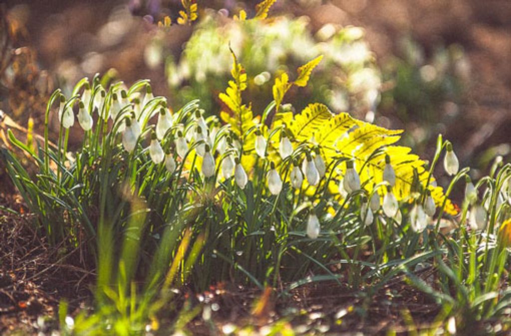 Schneeglöckchen strecken ihre Köpfe in die Sonne. Am Wochenende wird es in Stuttgart zumindest vorfrühlingshaft.