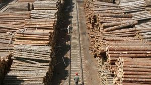 Holzindustrie sägt an Idee des Nationalparks