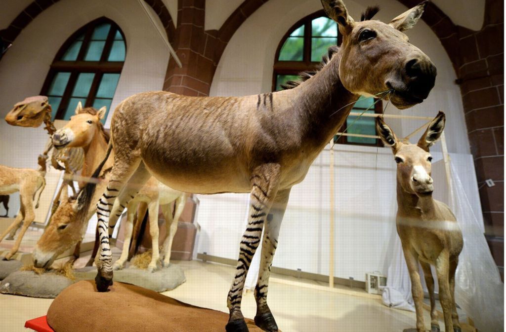 In der Pferdeausstellung des Naturhistorischen Museums in Mainz (Rheinland-Pfalz) steht das präparierte „Zebroid“. Bei dem Tier handelt es sich um eine Kreuzung aus einem Eselhengst und einer Zebrastute und ist in dieser Form sehr selten, da die Paarung der beiden Arten ausgesprochen schwierig ist. Das Tier wurde nach seinem Tod aufwändig präpariert und ist nun das neue Glanzlicht der Ausstellung.