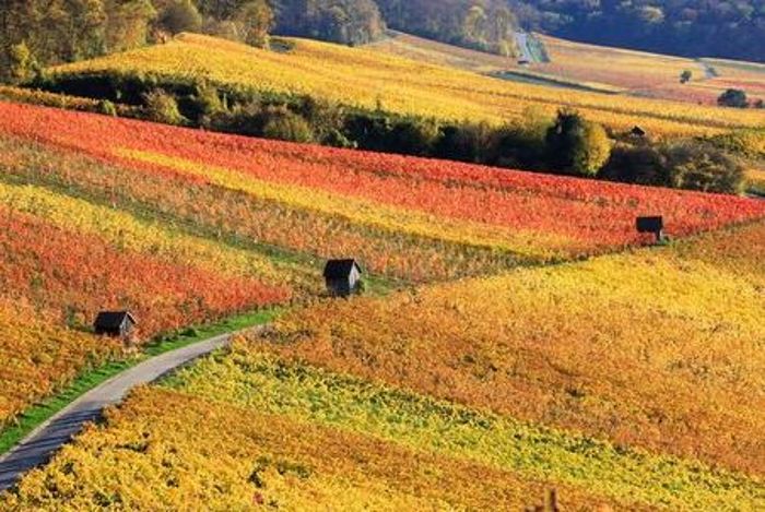 Bunt sind schon die Wälder... und die Weinberge erst. Im Spätsommer und Herbst locken diese mit ihrer Farbenpracht ganz besonders zu einer Fahrradtour.