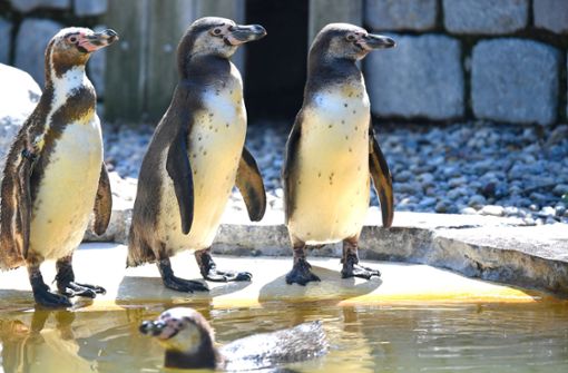 Im  Gehege war es ihnen zu langweilig – deswegen bekamen die Pinguine aus einem Aquarium in Chicago Ausgang (Symbolbild). Foto: dpa/Uwe Anspach