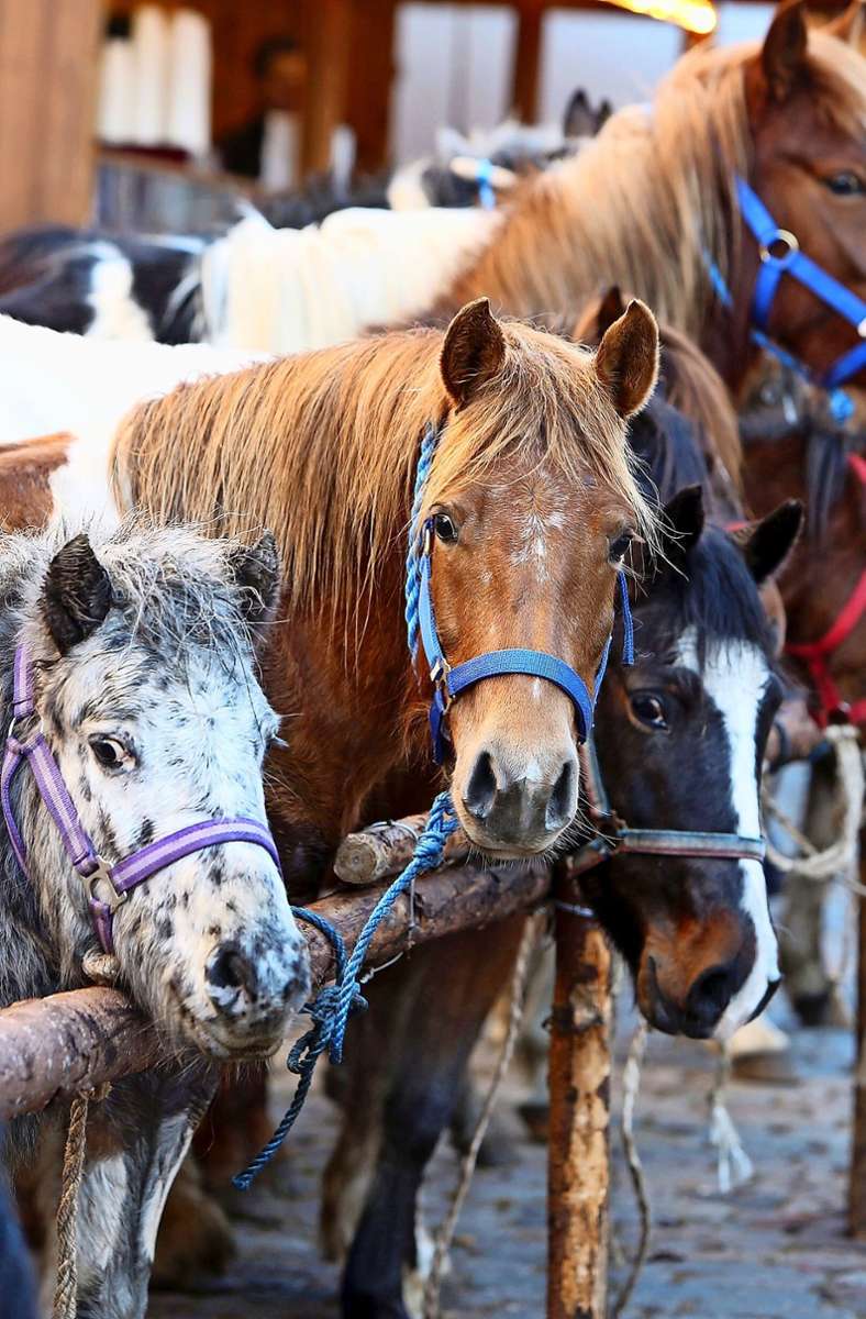 Auf dem Marktplatz sind jede Menge kleine und große Pferde versammelt. Für Kinder ist das einer der Höhepunkte.