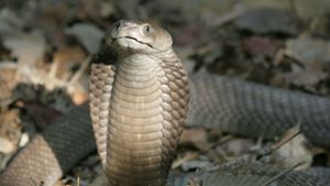 Eine giftige Kobra ist in Herne unterwegs. (Symbolbild) Foto: picture-alliance/ dpa