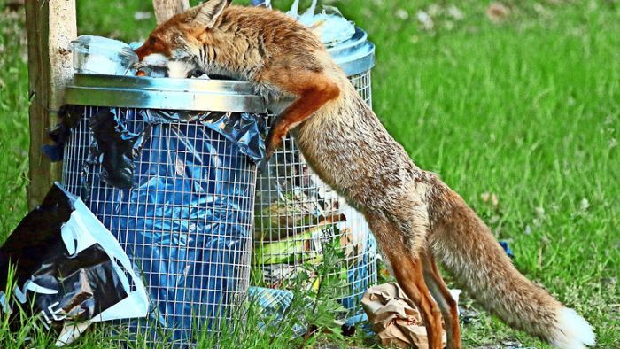 Ist Fuchsjagd noch zeitgemäß? Jäger und Tierschützer im Streit