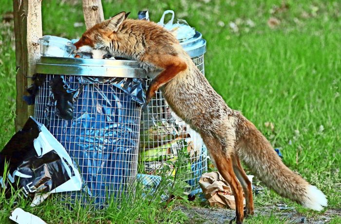 Fuchswoche in Kirchheim: Ist Fuchsjagd noch zeitgemäß? Jäger und Tierschützer im Streit