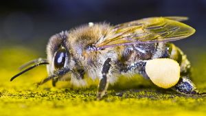 Bienen mit  Vorliebe für  Spargel