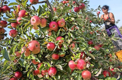 Wegen der in diesem Sommer großen Trockenheit sind viele der Äpfel deutlich kleiner als sonst. Die Erntemenge fällt daher geringer als erwartet aus Foto: dpa/Stefan Sauer