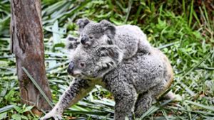 Die Zahl der Koalas geht in Australien seit Jahren zurück. Foto: dpa/Liu Dawei