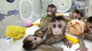 China klont erstmals mehrere genveränderte Affen