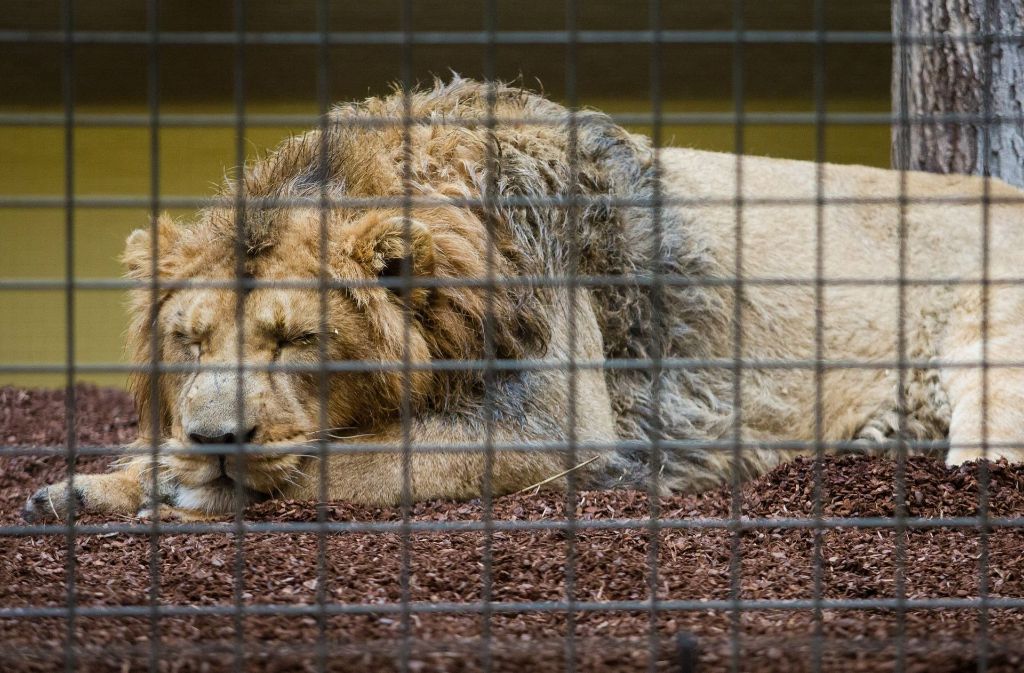 Der Löwe Shapur liegt nach seiner Reise aus dem Zoo Mulhouse (Frankreich) in seinem neuen Gehege in der Stuttgarter Wilhelma.