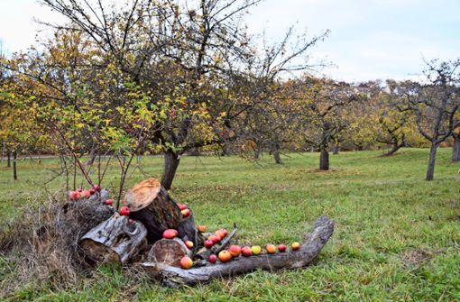 Wenn  Obstbäume nicht regelmäßig  beschnitten werden, fallen sie irgendwann um. Foto: Alexandra Kratz