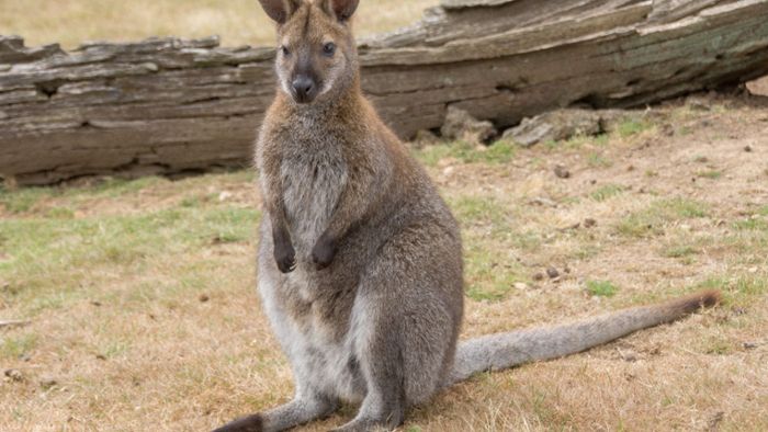 Augebüxtes Mini-Känguru ist tot