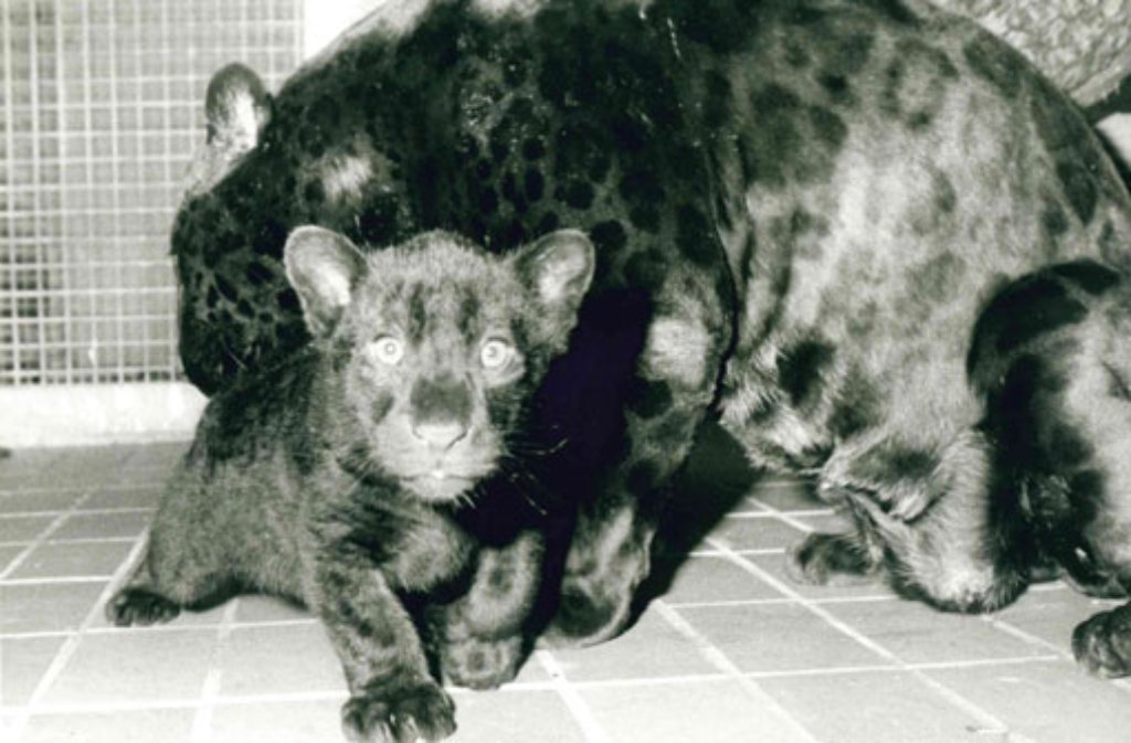 Das Foto aus dem Jahr 1990 zeigt Petra als Jaguarbaby mit ihrer Mutter Pauline.