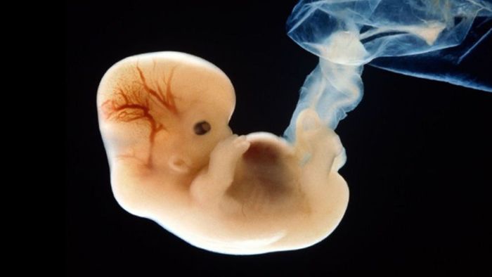 Umstrittenes Embryonen-Experiment genehmigt