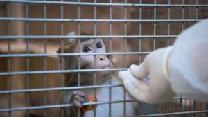 Prozess wegen mutmaßlicher Tiermisshandlung an Affen beginnt