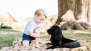 Nein, wie niedlich: Prinz George mit Familienhund Lupo im Garten des Landwohnsitzes Anmer Hall. Foto: Matt Porteous/Screenshot Twitter @kensingtonRoyal