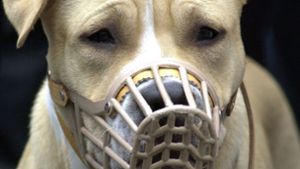 Der American Staffordshire Terrier zählt zu den Rassen, die als so genannte „Kampfhunde“ eingeschätzt werden. Foto: dpa
