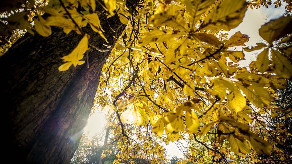 Erstes Herbst-Wochenende in Stuttgart: Das dürfen Sie nicht verpassen