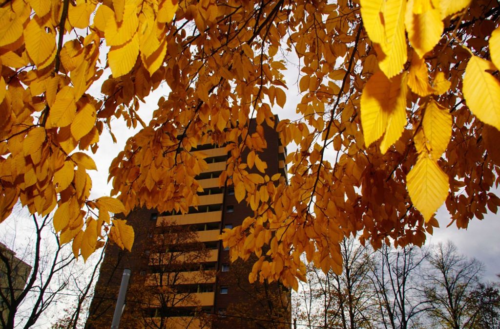 Bunte Blätter hängen an den Bäumen und verleihen Stuttgart und der Region ein wenig Farbe.