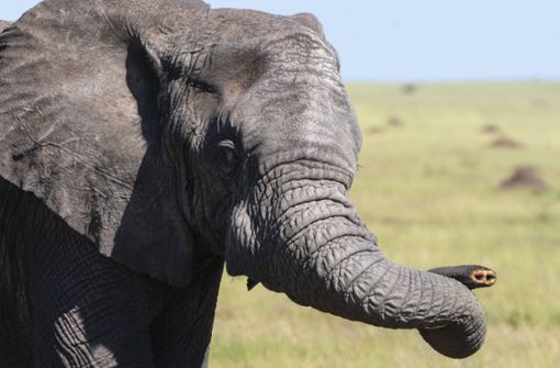 Bessere Überlebenschance ohne Stoßzähne:  Ohne Elfenbein sind Elefanten für Wilderer nicht interessant. Foto: imago//Sergio Pitamitz