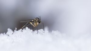 Was machen Mücken im Winter?