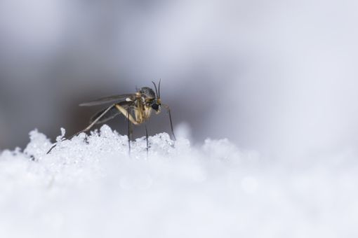 Für Mücken ist vor allem der Winter eine Herausforderung. Erfahren Sie, welche Strategien Mücken für die Überwinterung haben.